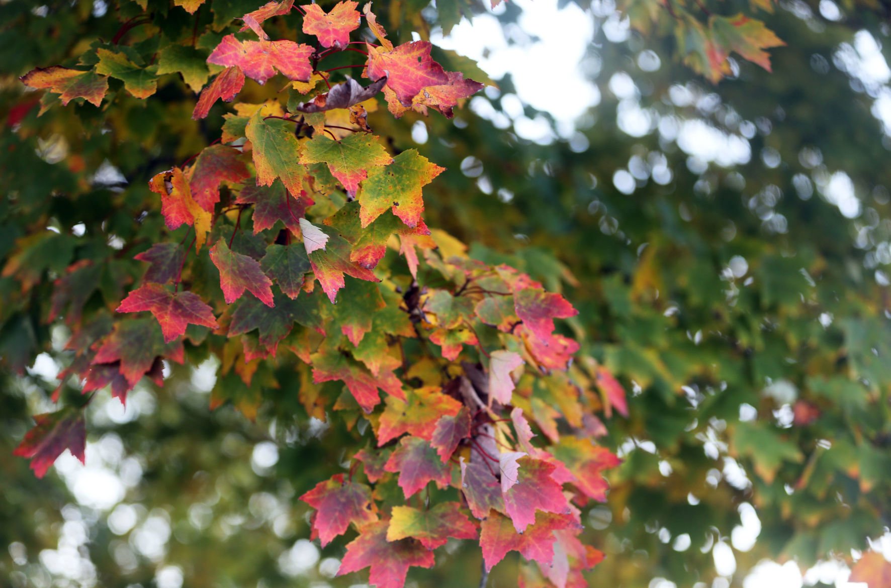102519_nws_fallfoliage